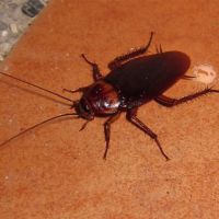 cockroaches-480x480